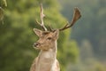 A close up of a fallow deer`s head Royalty Free Stock Photo