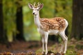 Fallow deer lat. Dama dama in the forest, European fallow deer or common fallow deer, AI Generated