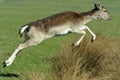 Fallow Deer Leaping Royalty Free Stock Photo