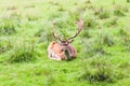 Fallow deer lie on meadow, Czech landscape Royalty Free Stock Photo