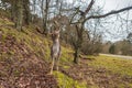 Fallow deer lifting its head and antler in natural forest background