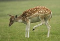 Fallow deer lifting leg Royalty Free Stock Photo