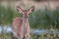 Fallow deer in long grass Royalty Free Stock Photo