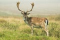Fallow deer in long grass Royalty Free Stock Photo