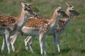 Fallow Deer Looking On Royalty Free Stock Photo