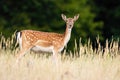 Fallow deer looking to the camera on meadow in summer Royalty Free Stock Photo