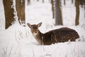 Fallow deer lying on the snow in the winter forest Royalty Free Stock Photo