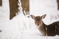Fallow deer lying on the snow in the winter forest Royalty Free Stock Photo