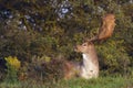 Fallow Deer Male Royalty Free Stock Photo