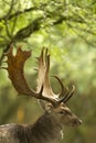 Fallow Deer Male Royalty Free Stock Photo