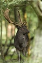 Fallow Deer Male Royalty Free Stock Photo