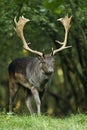 Fallow Deer Male Royalty Free Stock Photo
