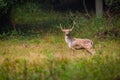 Fallow deer male dama dama in autumn forest. Royalty Free Stock Photo