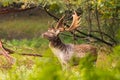 Fallow deer male dama dama in autumn forest. Royalty Free Stock Photo