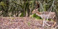 Fallow deer male Dama dama with stags