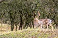 Fallow deer male Dama dama with stags