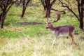 Fallow deer male Dama dama with stags