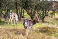 Fallow deer male Dama dama with stags