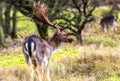 Fallow deer male Dama dama with stags