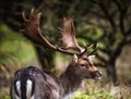 Fallow deer male Dama dama with stags