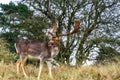 Fallow deer male Dama dama with stags
