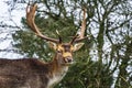 Fallow deer male Dama dama with stags