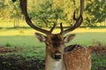 fallow deer male head Royalty Free Stock Photo