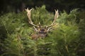 Fallow deer Royalty Free Stock Photo