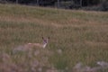 The Fallow Deer Male 07