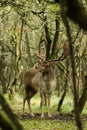 The Fallow Deer Male 02