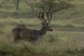 The Fallow Deer Male 04