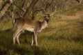 The Fallow Deer Male 05