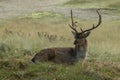 The Fallow Deer Male 06