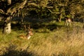 The Fallow Deer Male 08