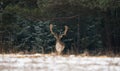 Fallow Deer Male In Winter Snow Forest. Panoramic Artistic Winter Christmas Wildlife Landscape With Daniel Dama Dama .Motionles