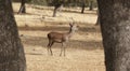 Fallow deer in the meadow with holm oaks. Segovia, Spain Royalty Free Stock Photo