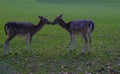Fallow deer in the meadow kissing each other. Wildlife nature. Love, relationship concept. Royalty Free Stock Photo