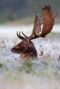 Fallow deer in the moring frost