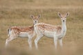 Fallow Deer Mother & Daughter