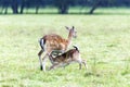 Fallow deer mother feeding her baby