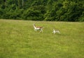 Fallow deer mum & baby fawn moving fast Royalty Free Stock Photo