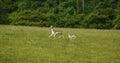 Fallow deer mum & baby fawn together running Royalty Free Stock Photo