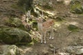 Fallow deer, in my habitat, profile picture, deer forest at Southwicks Zoo, Mendon, Ma Royalty Free Stock Photo