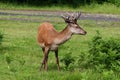 Fallow Deer out in the wilderness