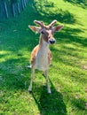 Fallow deer in a park Royalty Free Stock Photo