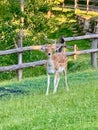 Fallow deer in a park Royalty Free Stock Photo