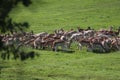 Fallow deer on a deer park in daventry Royalty Free Stock Photo