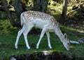 Fallow Deer Within a Park in Quebec, Canada Royalty Free Stock Photo