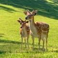 Fallow deer in a park Royalty Free Stock Photo