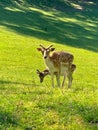 Fallow deer in a park Royalty Free Stock Photo